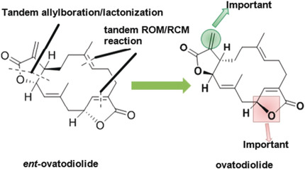 Ovatodiolides: Scalable Protection-Free Syntheses, Configuration Determination, and Biological Evaluation against Hepatic Cancer Stem Cells