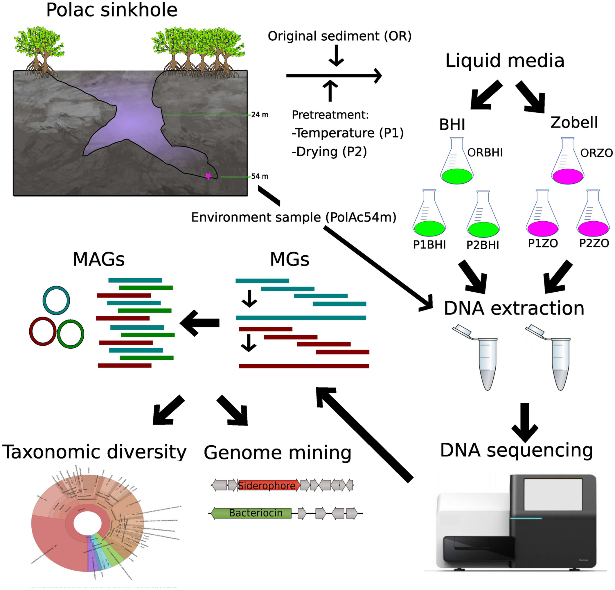 Biosynthetic potential of the sediment microbial subcommunities of an unexplored karst ecosystem and its ecological implications