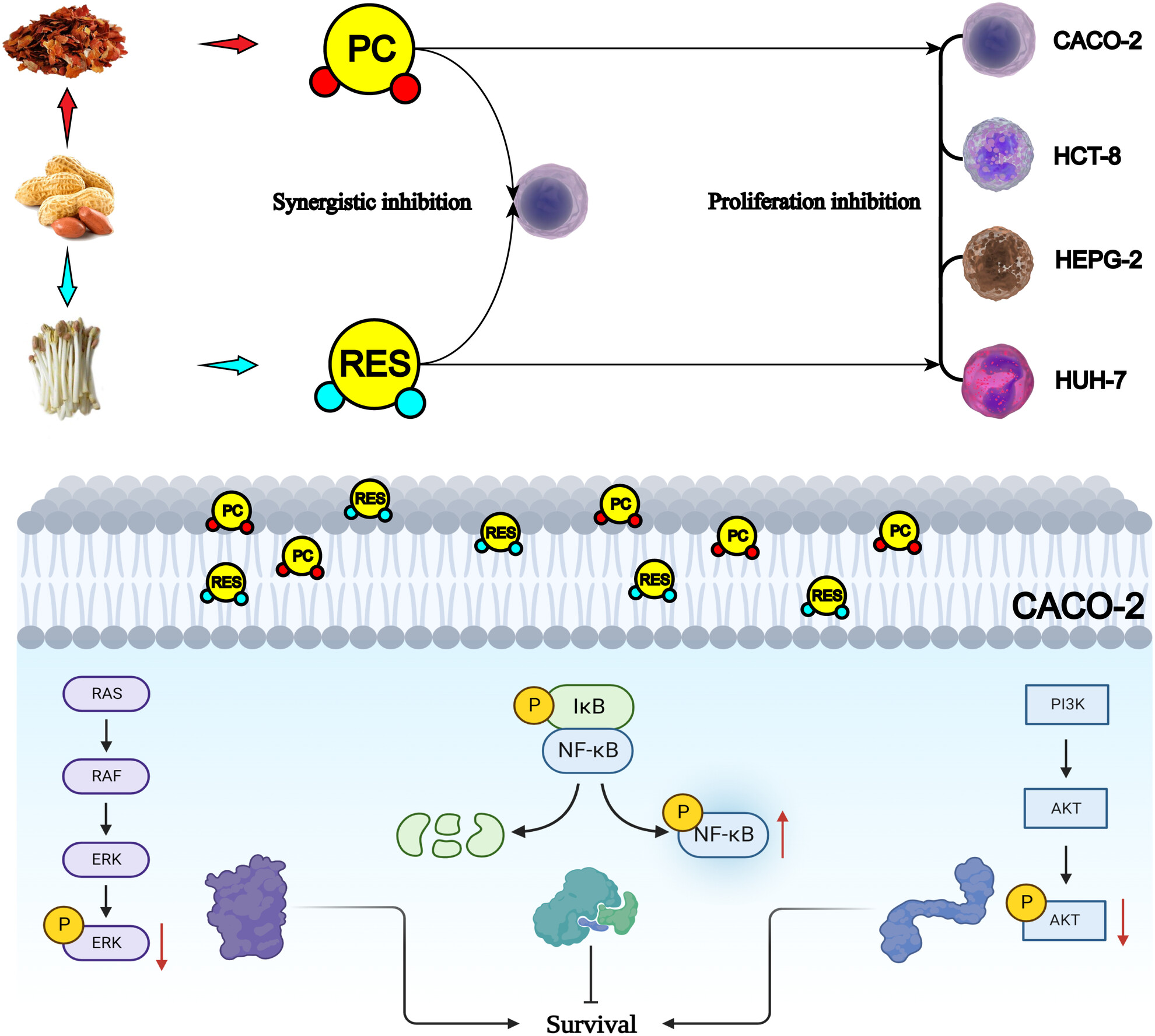 The combined anticancer of peanut skin procyanidins and resveratrol to CACO-2 colorectal cancer cells