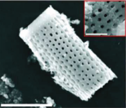 Details are in the caption following the image Details are in the caption following the image