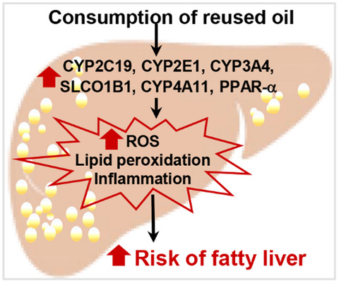 Reused palm oil from frying pork or potato induced expression of cytochrome P450s and the SLCO1B1 transporter in HepG2 cells