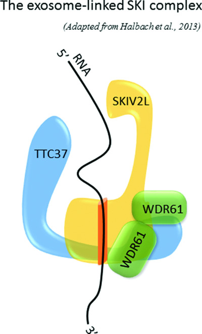 Tricho-Hepato-Enteric Syndrome mutation update: Mutations spectrum of TTC37 and SKIV2L, clinical analysis and future prospects