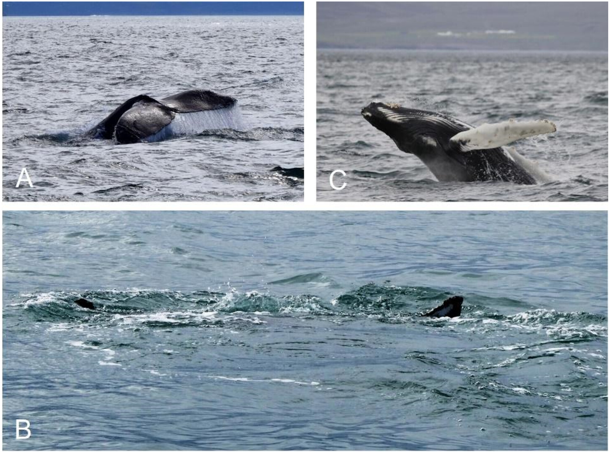 Enhancing Environmental DNA Sampling Efficiency for Cetacean Detection on Whale Watching Tours