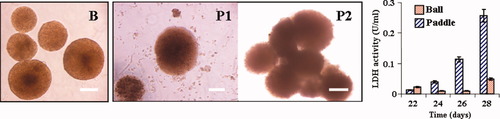 Details are in the caption following the image