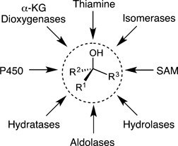 Enzymatic Synthesis of Tertiary Alcohols