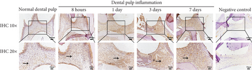 Details are in the caption following the image Details are in the caption following the image
