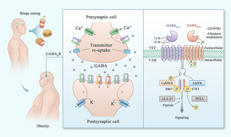 GABAB Receptor: Structure, Biological Functions, and Therapy for Diseases