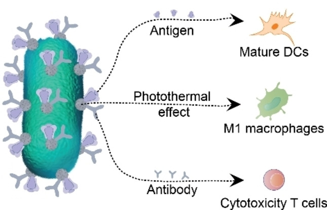 Decorating Bacteria with Triple Immune Nanoactivators Generates Tumor-Resident Living Immunotherapeutics