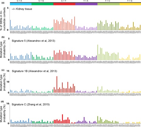 Exome-wide single-base substitutions in tissues and derived cell lines of the constitutive Fhit knockout mouse