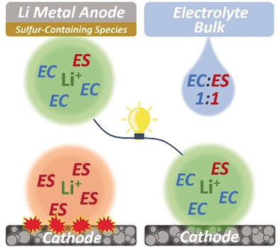Solvent Molecule Cooperation Enhancing Lithium Metal Battery Performance at Both Electrodes