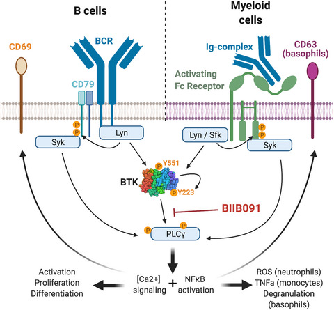 Next-generation Bruton's tyrosine kinase inhibitor BIIB091 selectively and potently inhibits B cell and Fc receptor signaling and downstream functions in B cells and myeloid cells