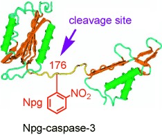 Design and Synthesis of Photochemically Controllable Caspase-3