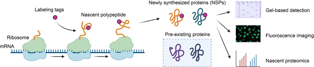 Nascent Proteomics: Chemical Tools for Monitoring Newly Synthesized Proteins