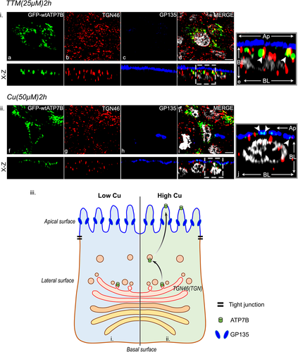 Details are in the caption following the image Details are in the caption following the image