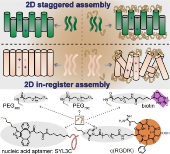 Preserving Structurally Labile Peptide Nanosheets After Molecular Functionalization of the Self-Assembling Peptides