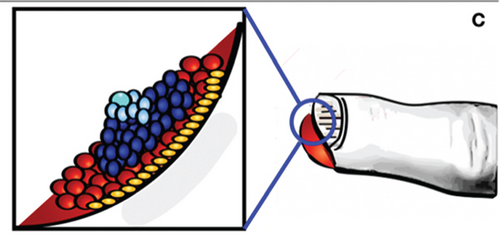 Details are in the caption following the image Details are in the caption following the image