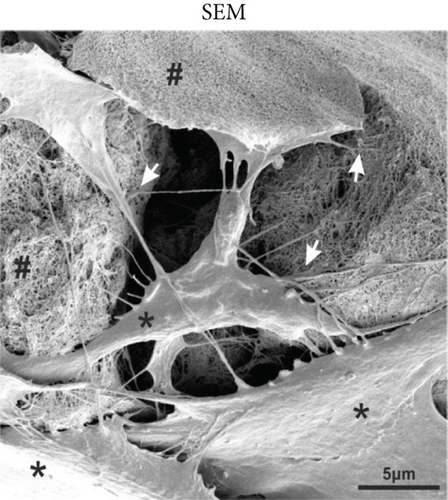 Details are in the caption following the image