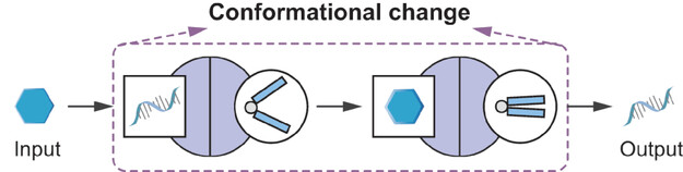 A Spatially Controlled Proximity Split Tweezer Switch for Enhanced DNA Circuit Construction and Multifunctional Transduction