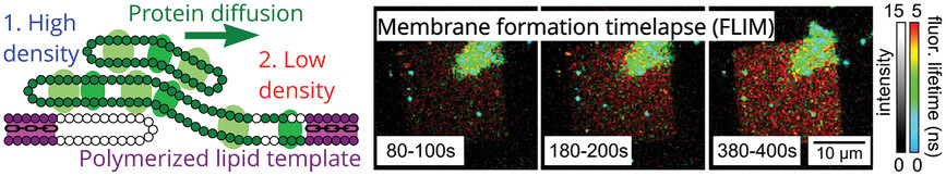 Model Lipid Membranes Assembled from Natural Plant Thylakoids into 2D Microarray Patterns as a Platform to Assess the Organization and Photophysics of Light-Harvesting Proteins