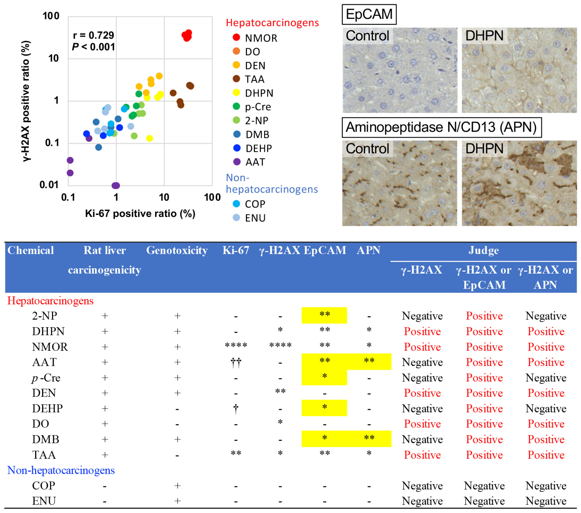 EpCAM and APN expression in combination with γ-H2AX as biomarkers for detecting hepatocarcinogens in rats