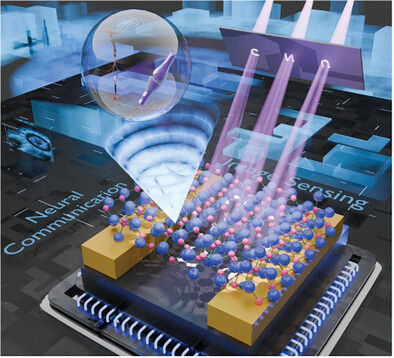 Catalyst-Free Polymorphic β-Ga2O3 Nanomaterials for Solar-Blind Optoelectronic Devices: Applications in Imaging and Neural Communication