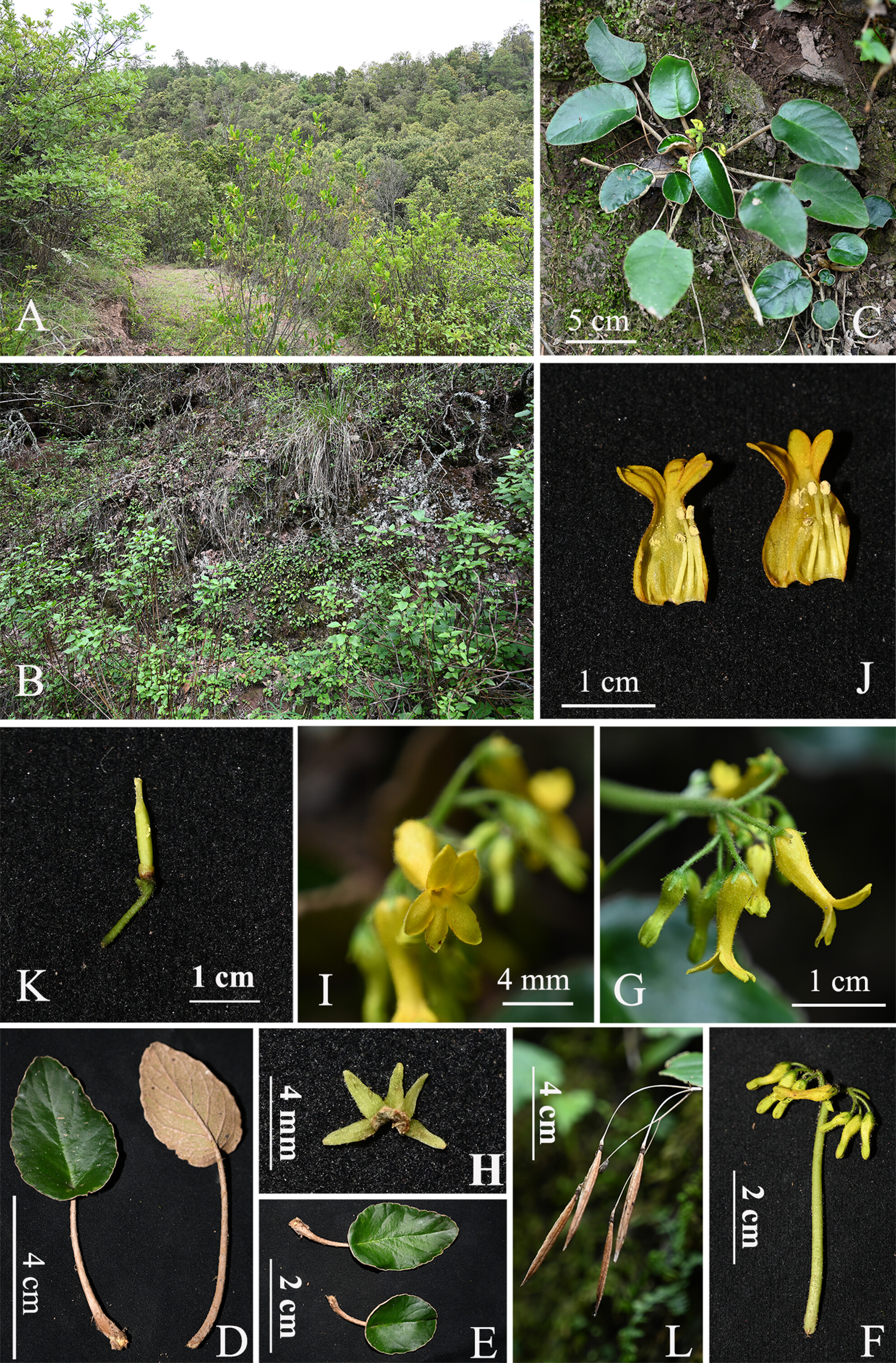 Oreocharis scutifolia (Gesneriaceae), a Peltate-Leaved New Species From the Dry–Hot Valley of the Jinsha River Basin, Yunnan, China