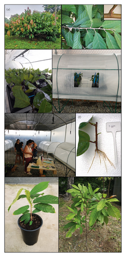 Details are in the caption following the image Details are in the caption following the image