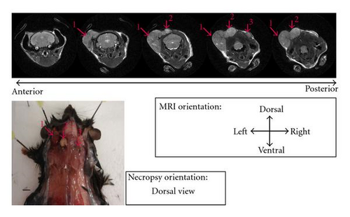 Details are in the caption following the image Details are in the caption following the image