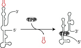 RNA Ligands That Distinguish Metabolite-Induced Conformations in the TPP Riboswitch