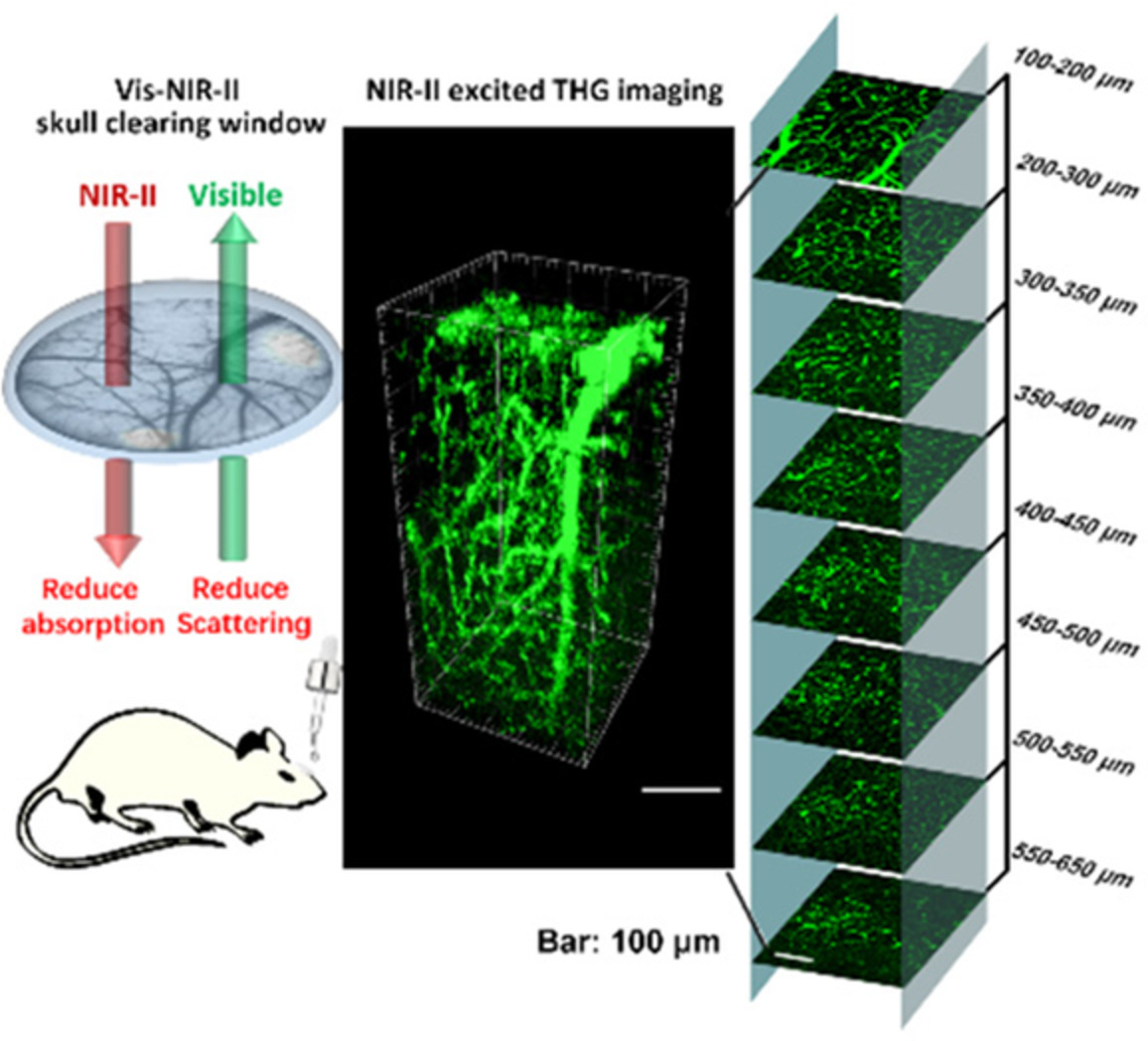 Visible-near infrared-II skull optical clearing window for in vivo cortical vasculature imaging and targeted manipulation