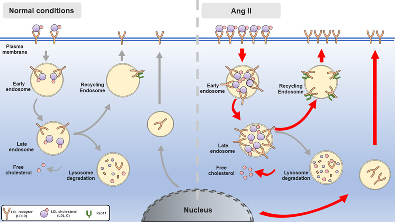 Alteration in Rab11-mediated endocytic trafficking of LDL receptor contributes to angiotensin II-induced cholesterol accumulation and injury in podocytes