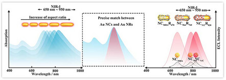 Entire Near-Infrared-I Electrochemiluminescence Enhancement of Gold Nanoclusters