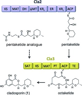 Production of New Cladosporin Analogues by Reconstitution of the Polyketide Synthases Responsible for the Biosynthesis of this Antimalarial Agent