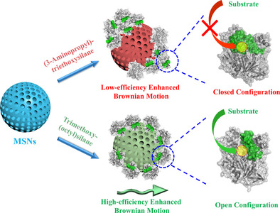 Enzyme Conformation Influences the Performance of Lipase-powered Nanomotors