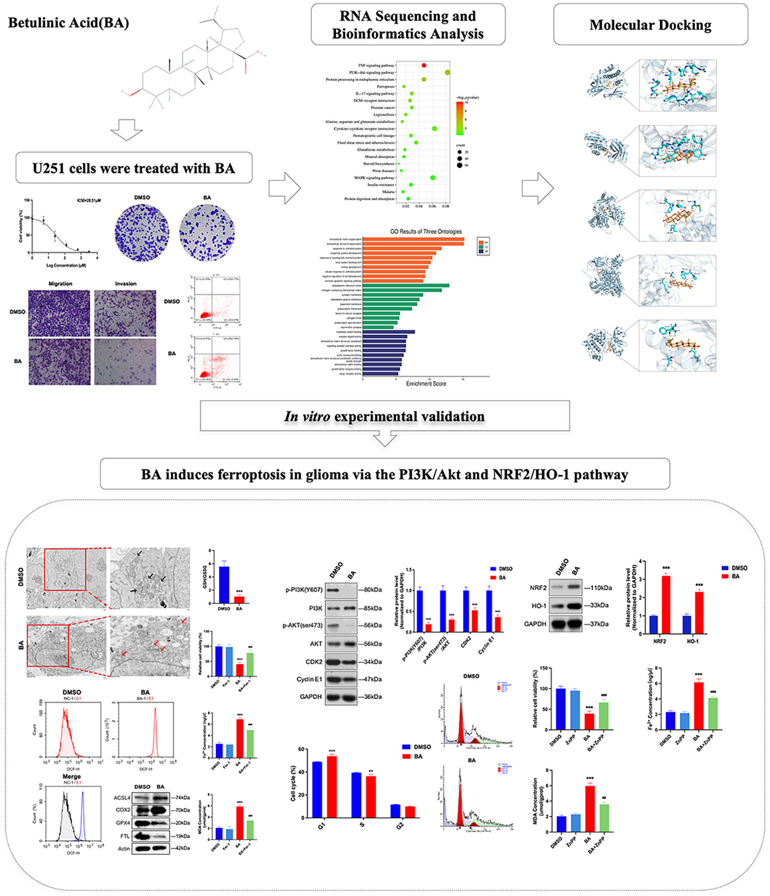 Betulinic Acid Inhibits Glioma Progression by Inducing Ferroptosis Through the PI3K/Akt and NRF2/HO-1 Pathways