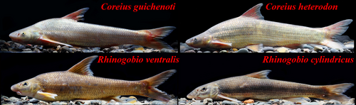 Details are in the caption following the image Details are in the caption following the image