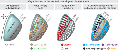 Diverse GABAergic neurons organize into subtype-specific sublaminae in the ventral lateral geniculate nucleus
