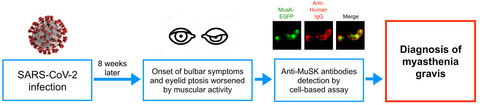 Myasthenia gravis associated with anti-MuSK antibodies developed after SARS-CoV-2 infection