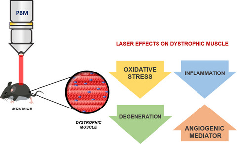 Photobiomodulation Therapy for Attenuating the Dystrophic Phenotype of Mdx Mice