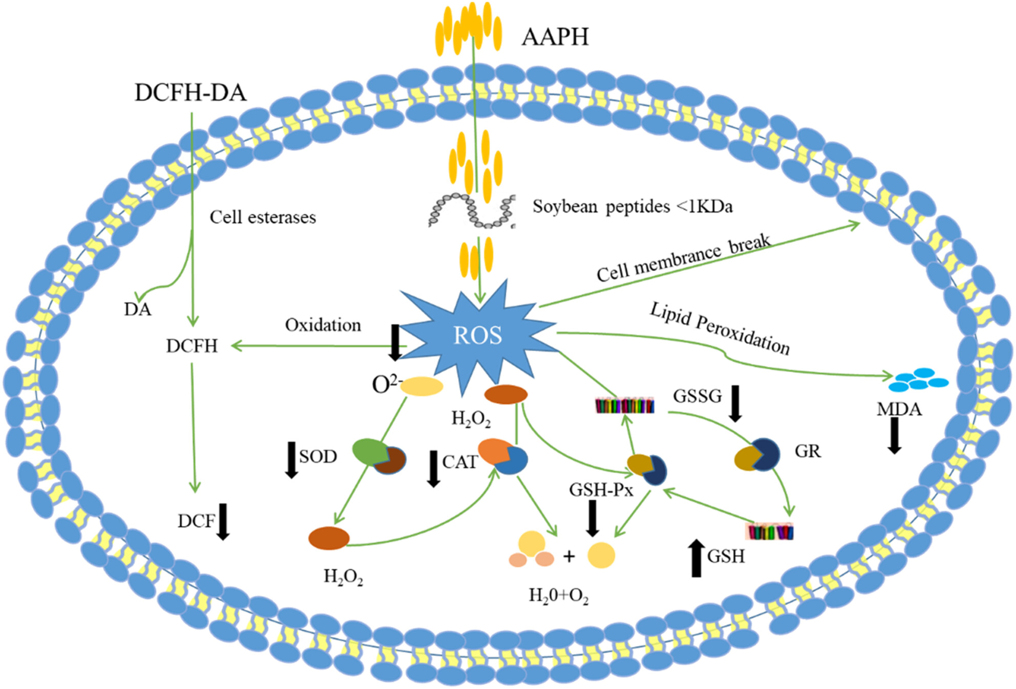 Study on the antioxidant activity of peptides from soybean meal by fermentation based on the chemical method and AAPH-induced oxidative stress