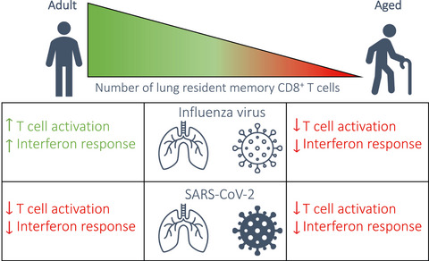 Influenza, but not SARS-CoV-2, infection induces a rapid interferon response that wanes with age and diminished tissue-resident memory CD8+ T cells