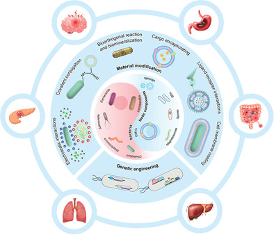 Advancement of Engineered Bacteria for Orally Delivered Therapeutics
