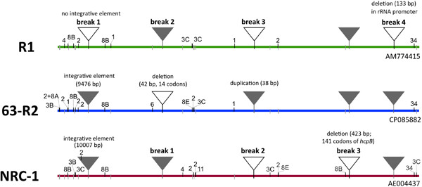Genome comparison reveals that Halobacterium salinarum 63-R2 is the origin of the twin laboratory strains NRC-1 and R1