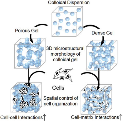 Mechanomorphological Guidance of Colloidal Gel Regulates Cell Morphogenesis