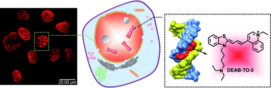 An Effective Minor Groove Binder as a Red Fluorescent Marker for Live-Cell DNA Imaging and Quantification