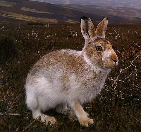 The diel activity pattern of mountain hare (Lepus timidus) on managed heather moorland in Scotland