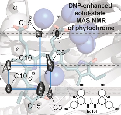 Dynamic Nuclear Polarization Provides New Insights into Chromophore Structure in Phytochrome Photoreceptors