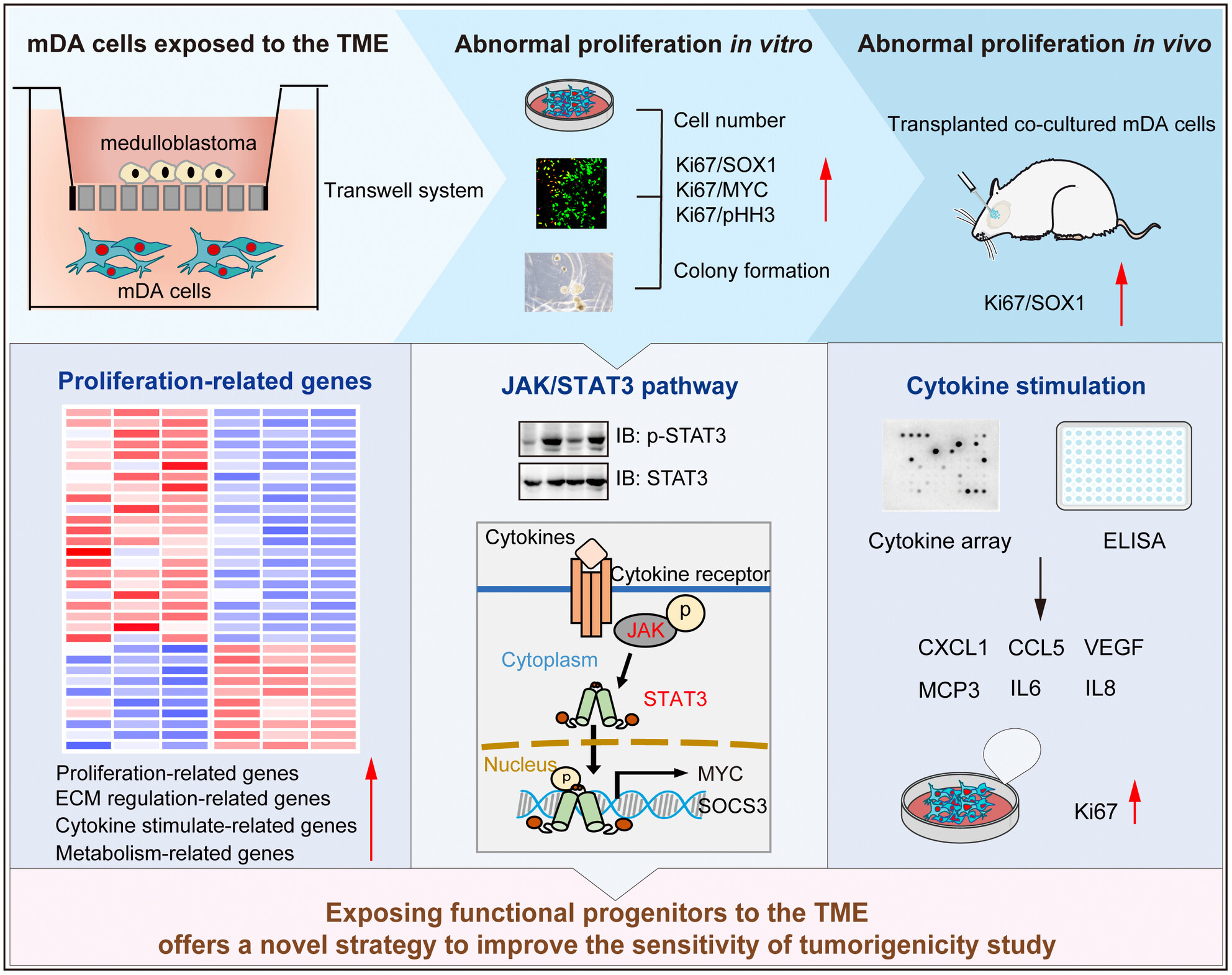 The Abnormal Proliferation of Midbrain Dopamine Cells From Human Pluripotent Stem Cells Is Induced by Exposure to the Tumor Microenvironment