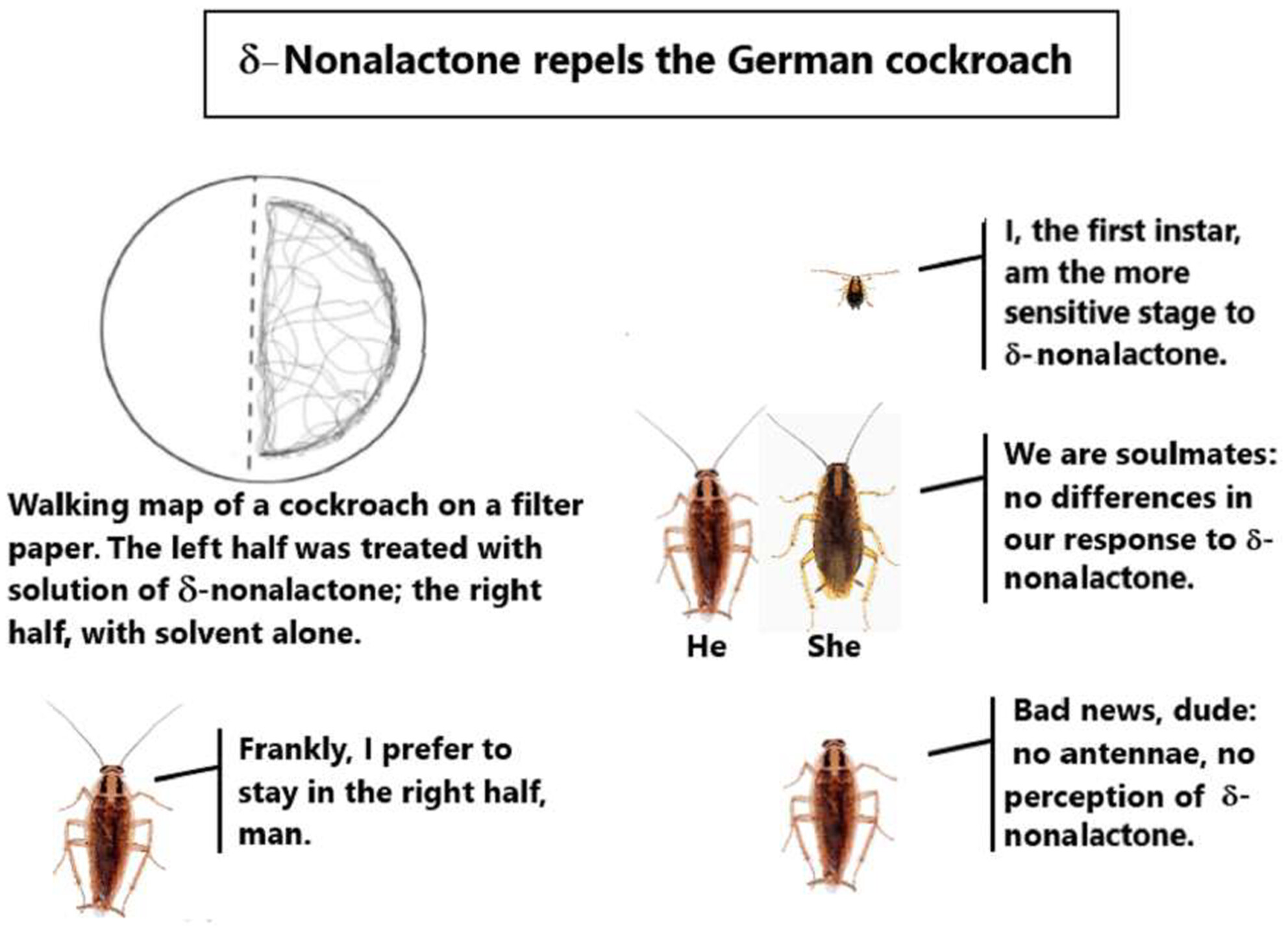 Repellence of δ-nonalactone in German cockroaches of different stages, sexes, and ages