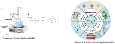 Modification, Structural Characterizations, and Biological Activities of Sulfated Polysaccharides: A Review